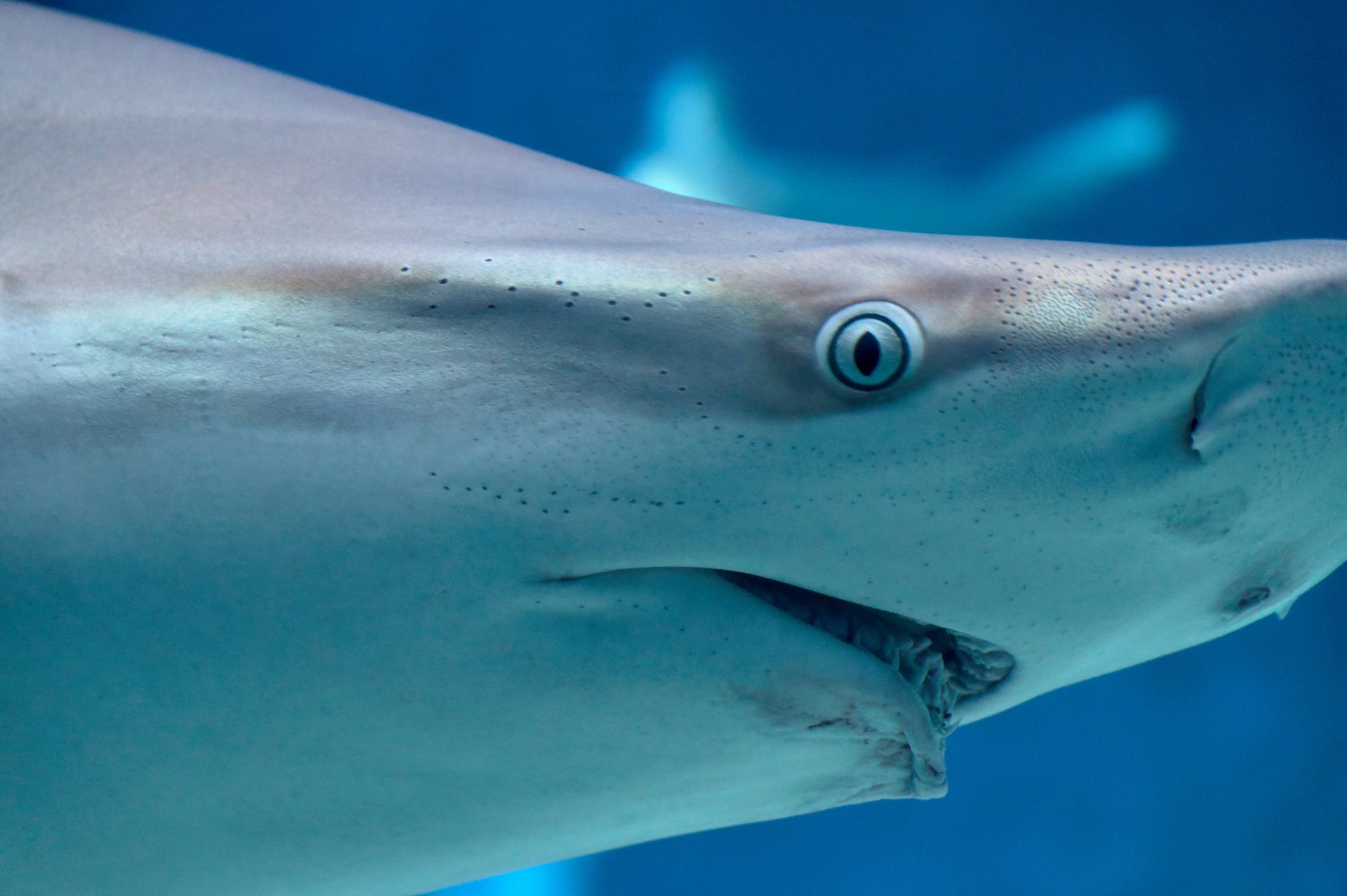 Shark