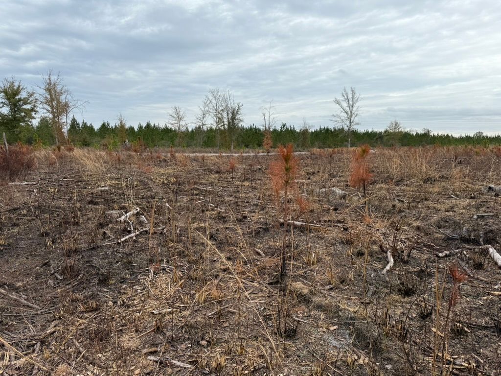 A recently burned landscape with charred ground, scattered dry vegetation, and a few scorched small trees under a cloudy sky.