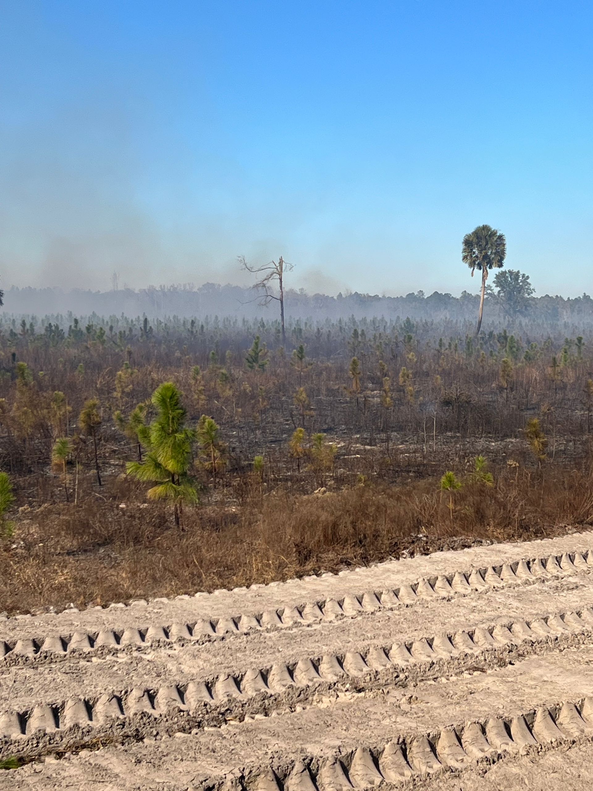 A dirt road with tire tracks runs in front of a field of charred vegetation and small pine saplings with light smoke.