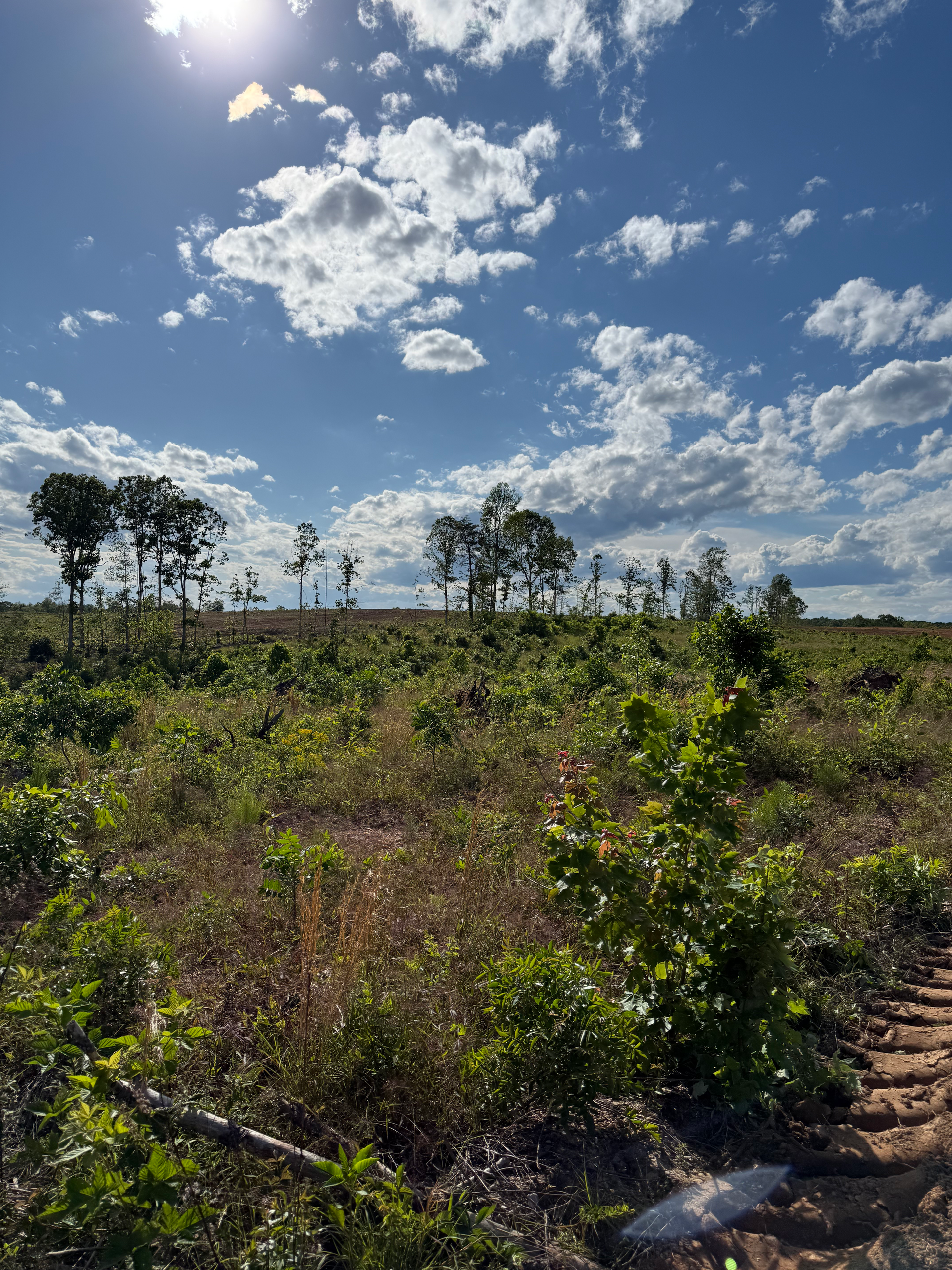 A bright, sunny landscape showing a field with sparse green shrubs and small trees under a sky filled with scattered clouds.