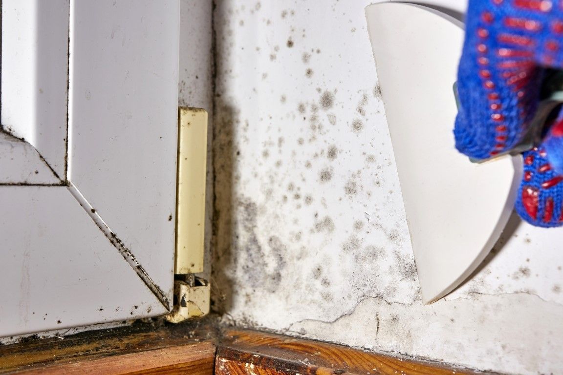 Mold remediation requires proper identification of mold.