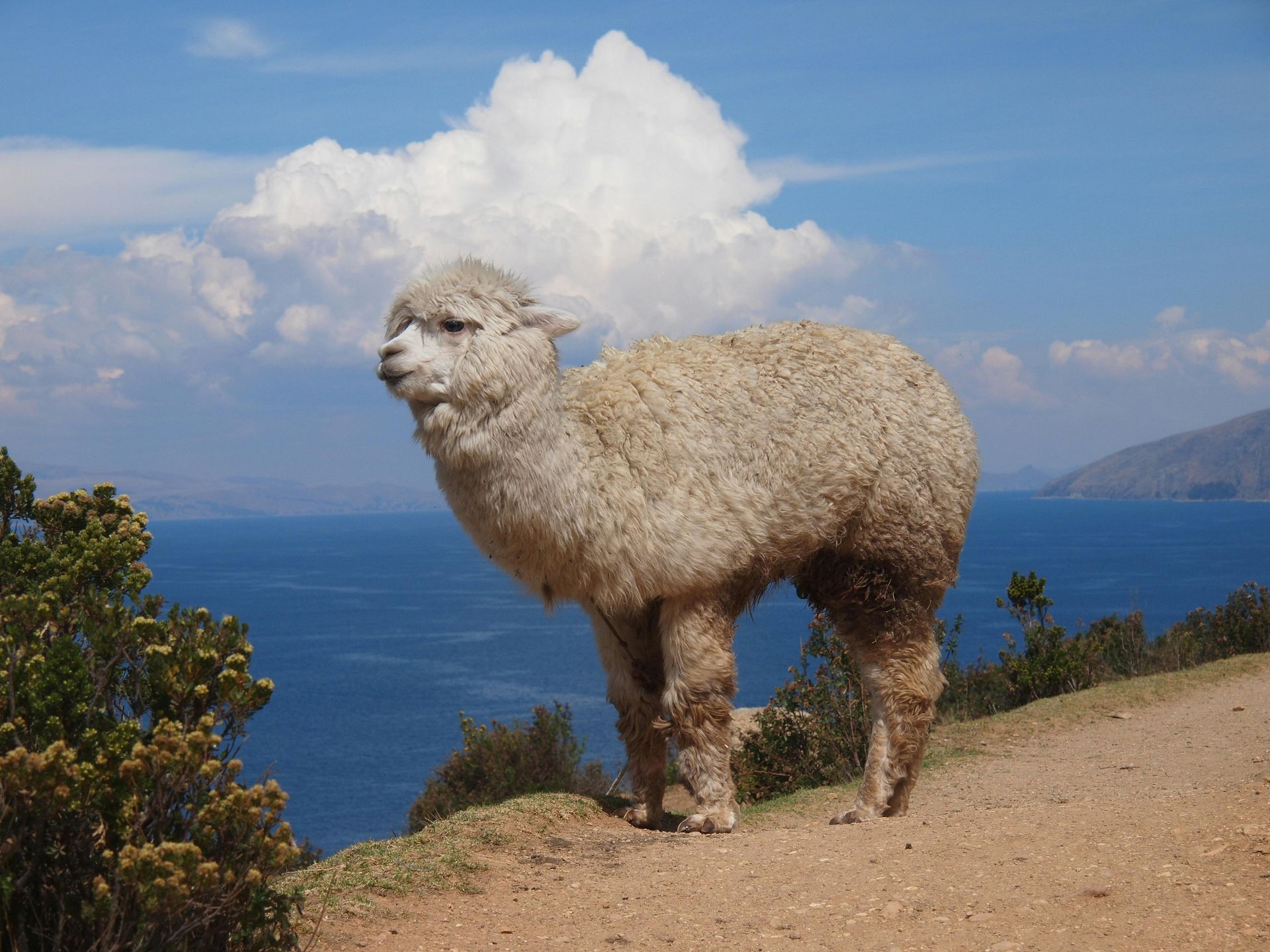 Una alpaca de color crema se encuentra de pie en un sendero de tierra bajo un cielo con grandes nubes blancas.