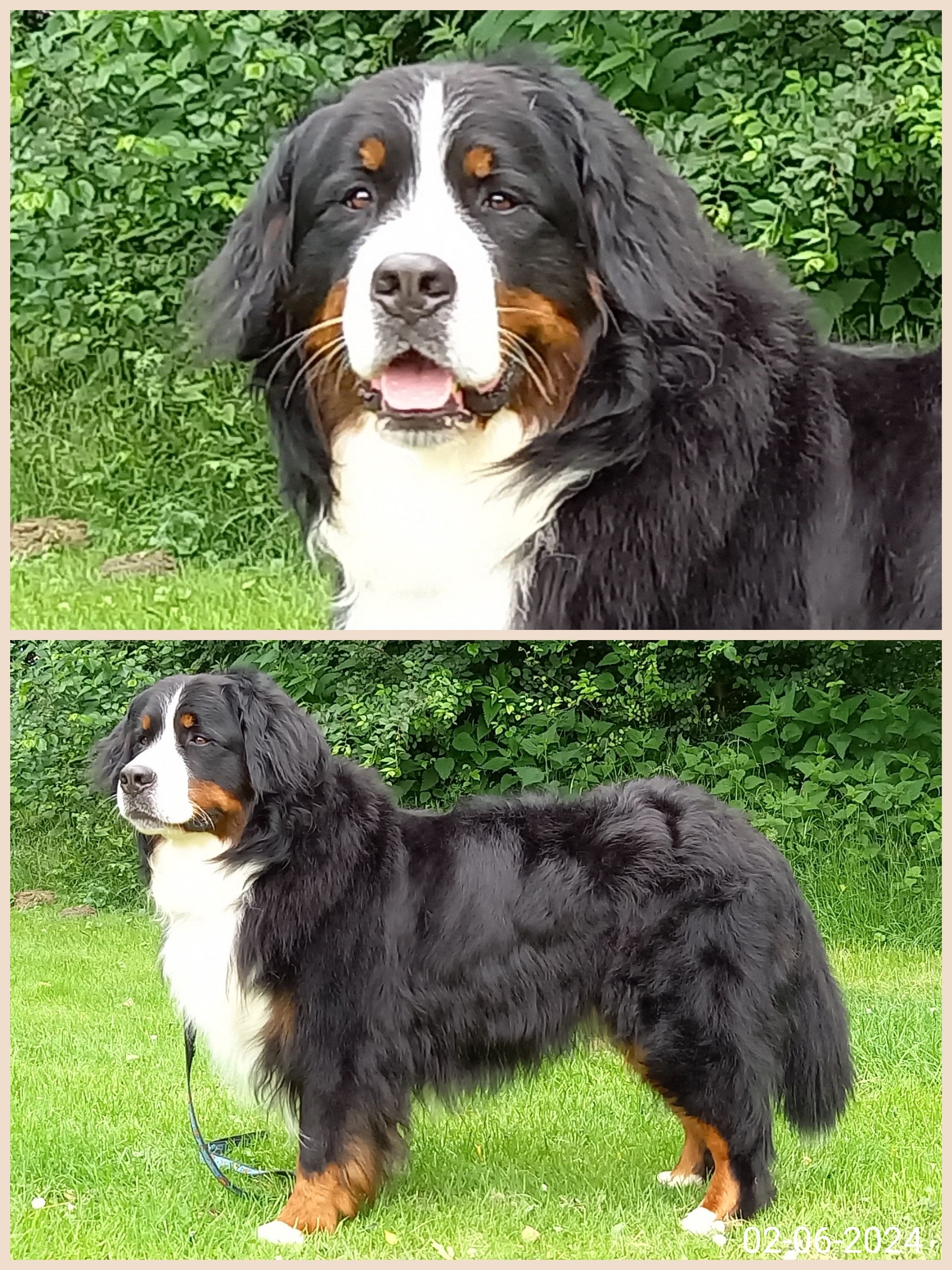 Berner Sennen Dekreu