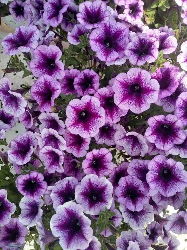 Fiori di petunia viola e bianchi con centro scuro e petali maculati.