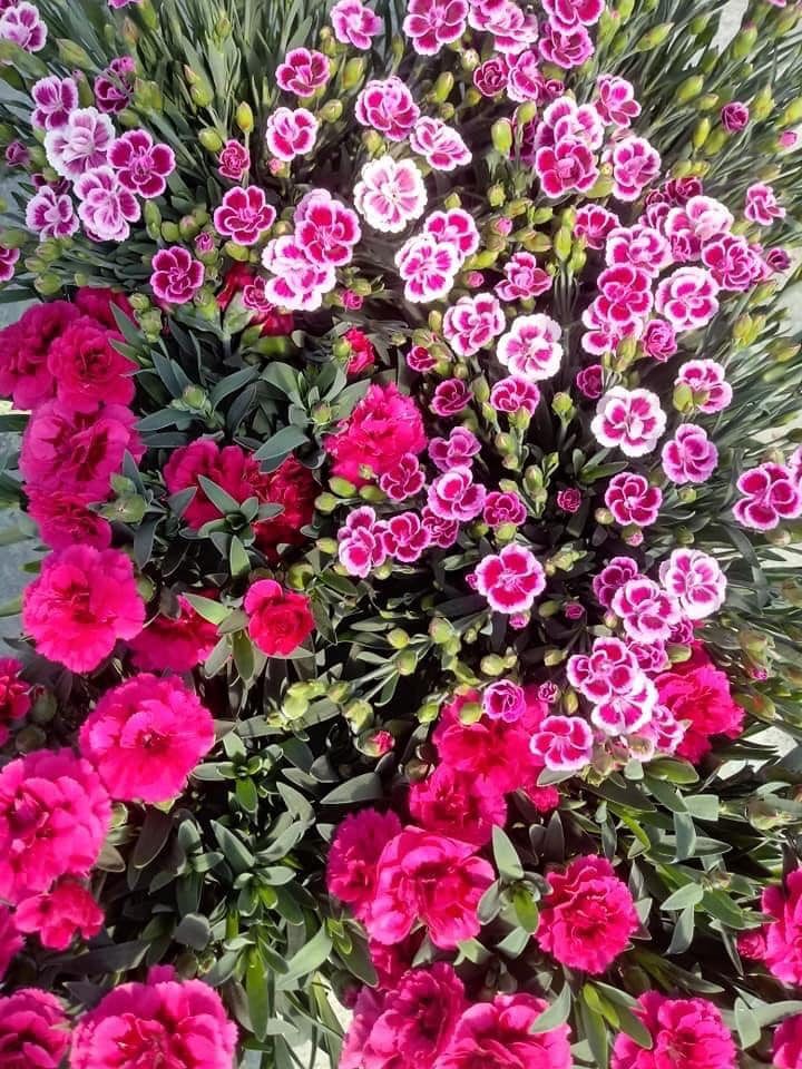 Primo piano di garofani rosa acceso con fogliame verde. Alcuni hanno i bordi bianchi sui petali.
