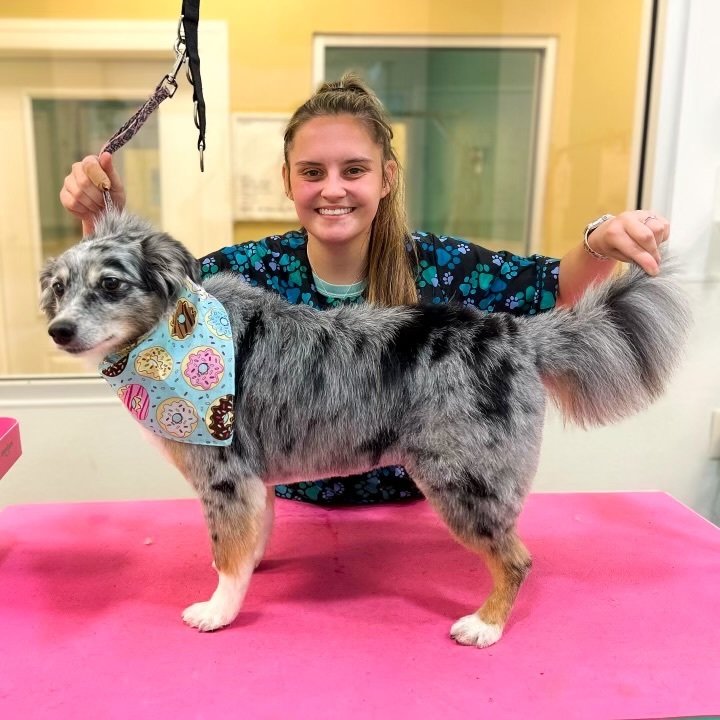 Willow Creek Ranch of Tomball Dog Boarding Serving the Spring