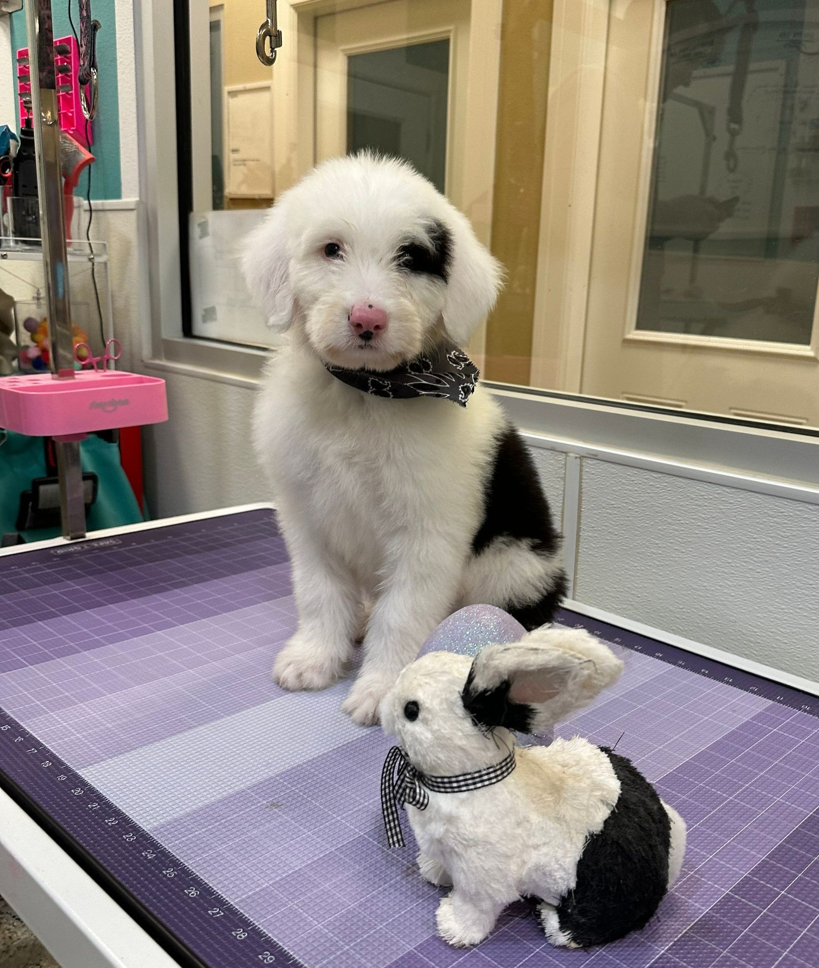 Willow Creek Ranch of Tomball Dog Boarding Serving the Spring