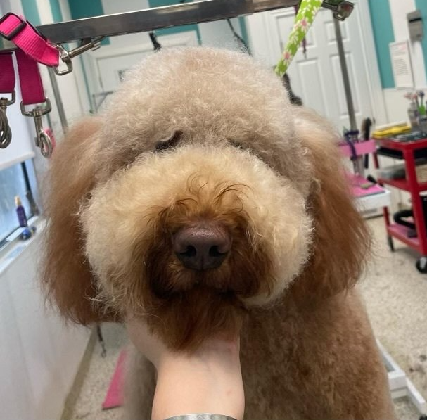 grooming