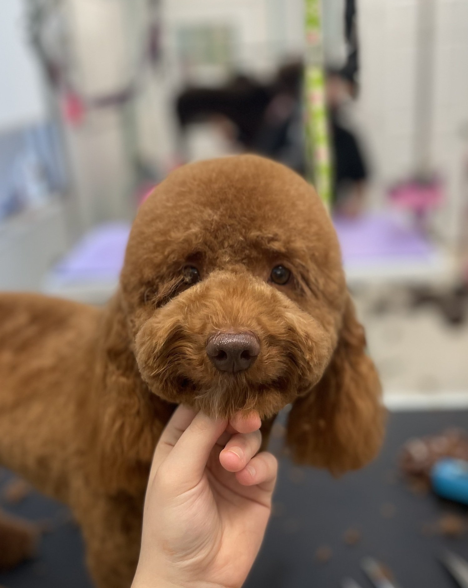 Grooming