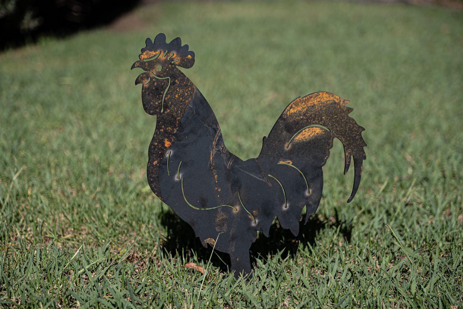 Rooster