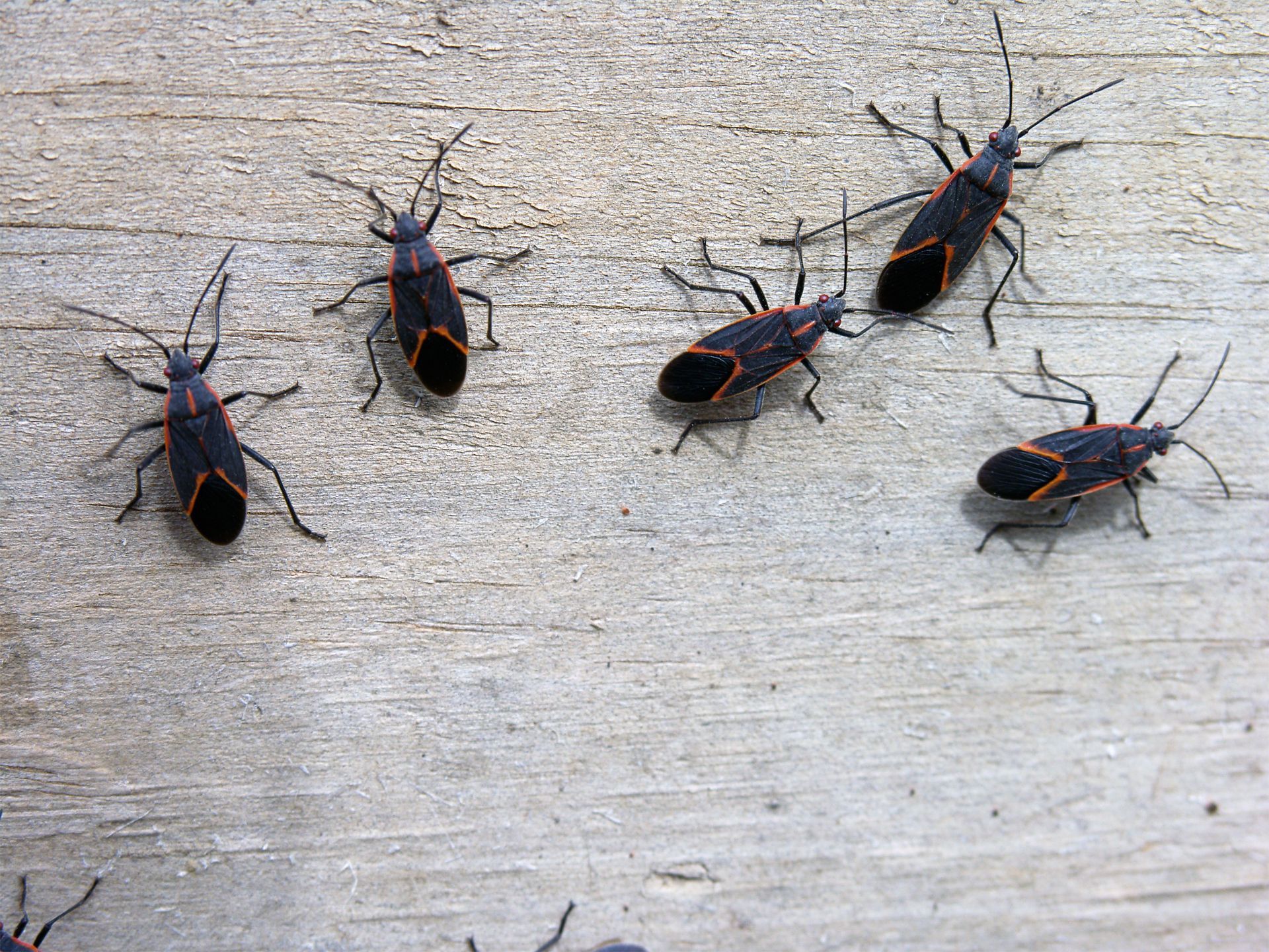 Different kind of tree pests — Omaha, NE — Emergen-Tree Health Services