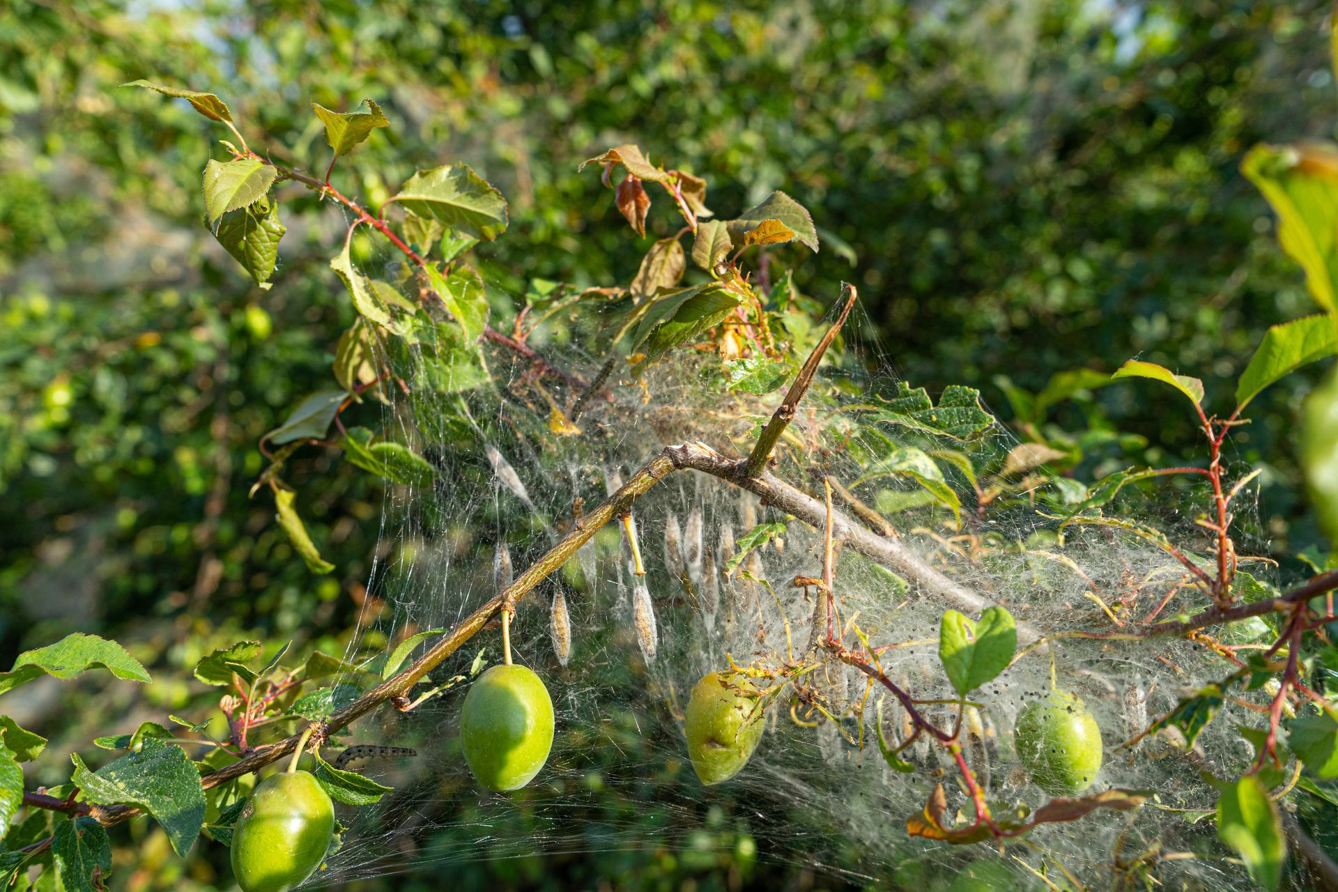 Different kind of tree pests — Omaha, NE — Emergen-Tree Health Services