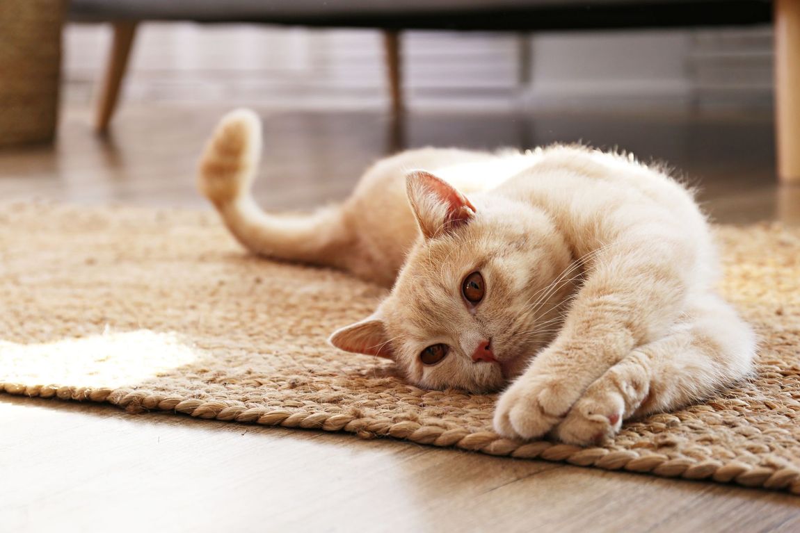 Cream-colored cat lying stretched out on a woven rug, resting its head on its paws.