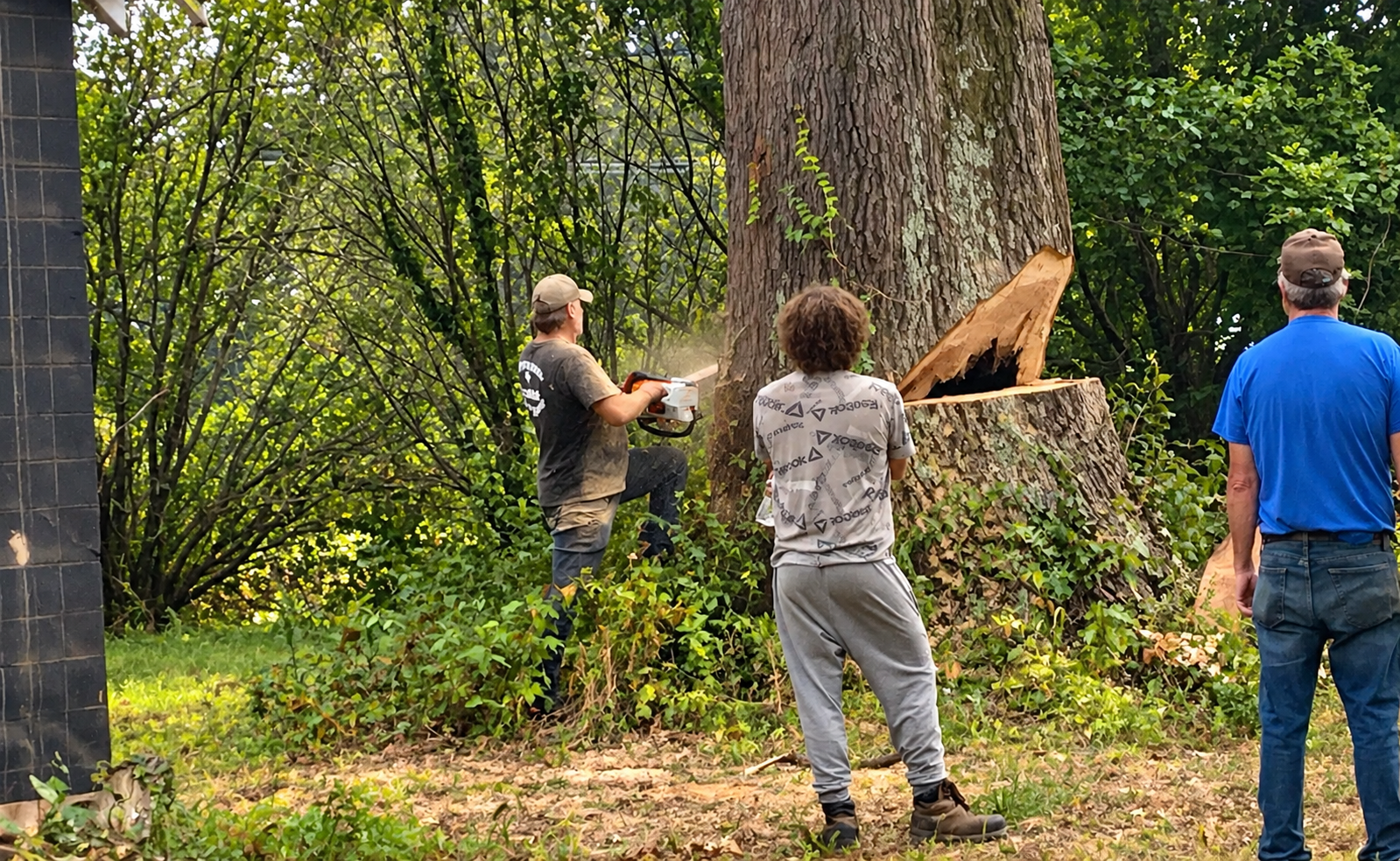 Three people inspect a large tree trunk with a fresh cut in a wooded area.