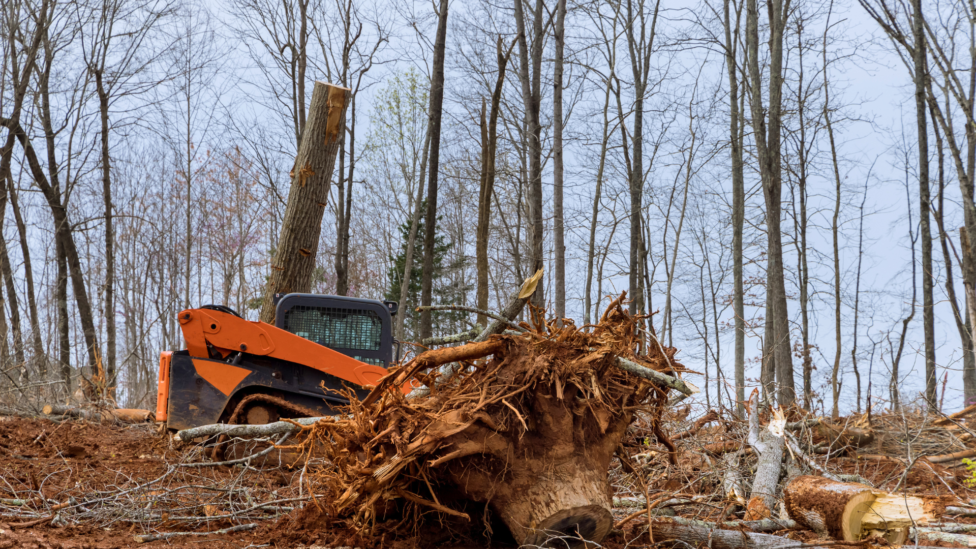 Orange forestry machine clearing brush in a bare winter forest