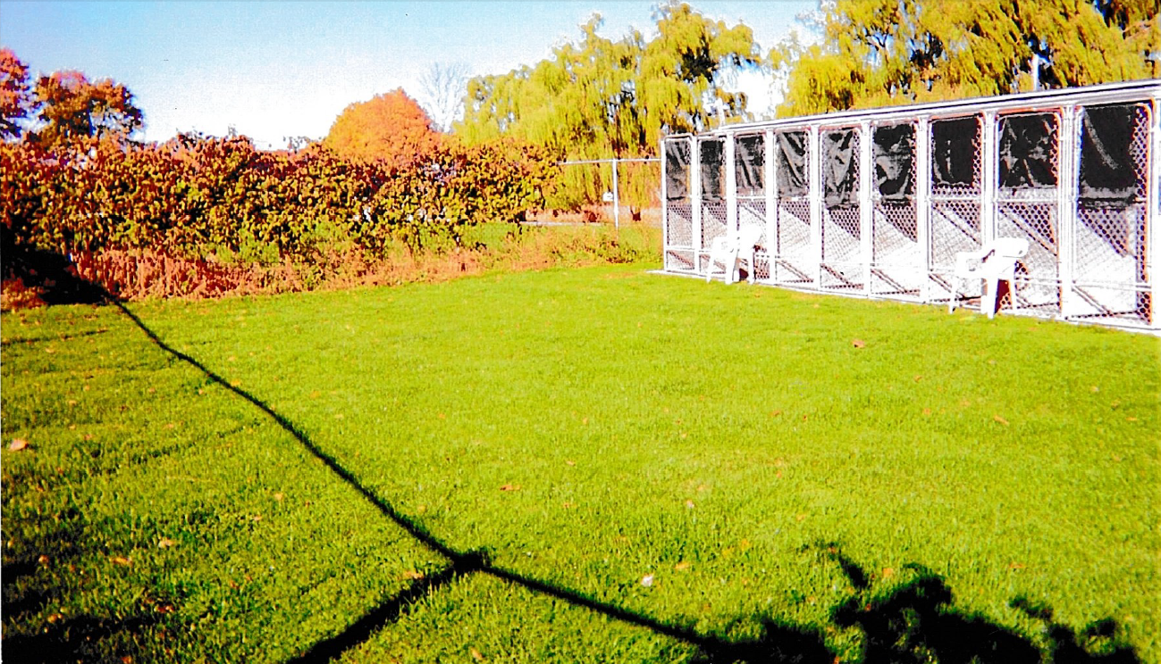 Green Grasses — Hilton, NY — K-9 Boarding Kennels