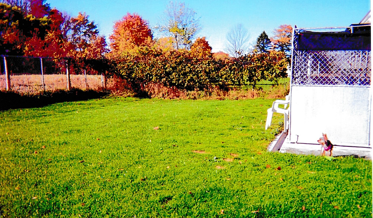 A Dog In A Grass — Hilton, NY — K-9 Boarding Kennels