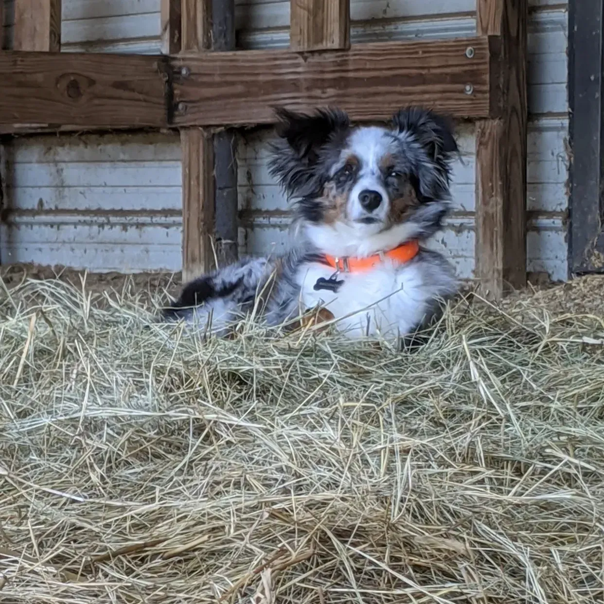Dog with blue merle coat rests in hay, wearing an orange collar in a wooden stall.