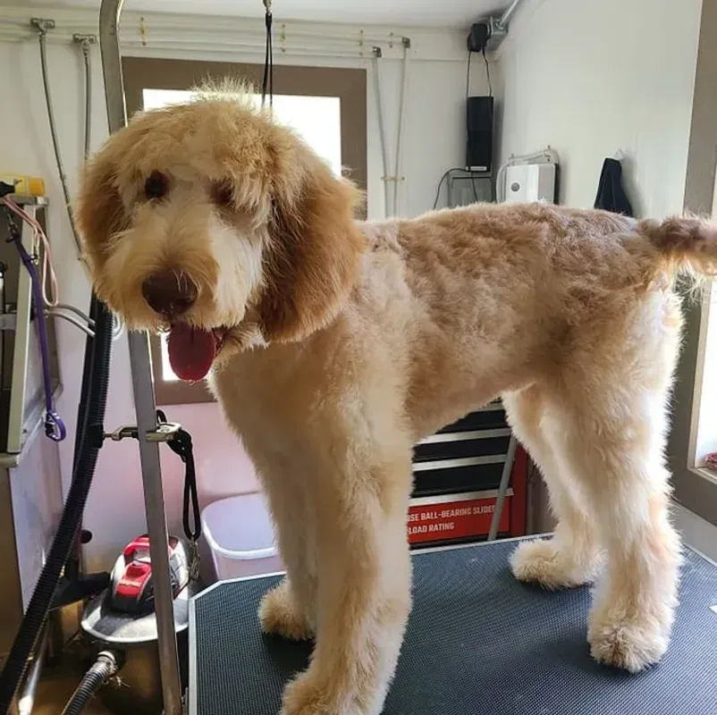 Goldendoodle dog on grooming table with freshly groomed coat.