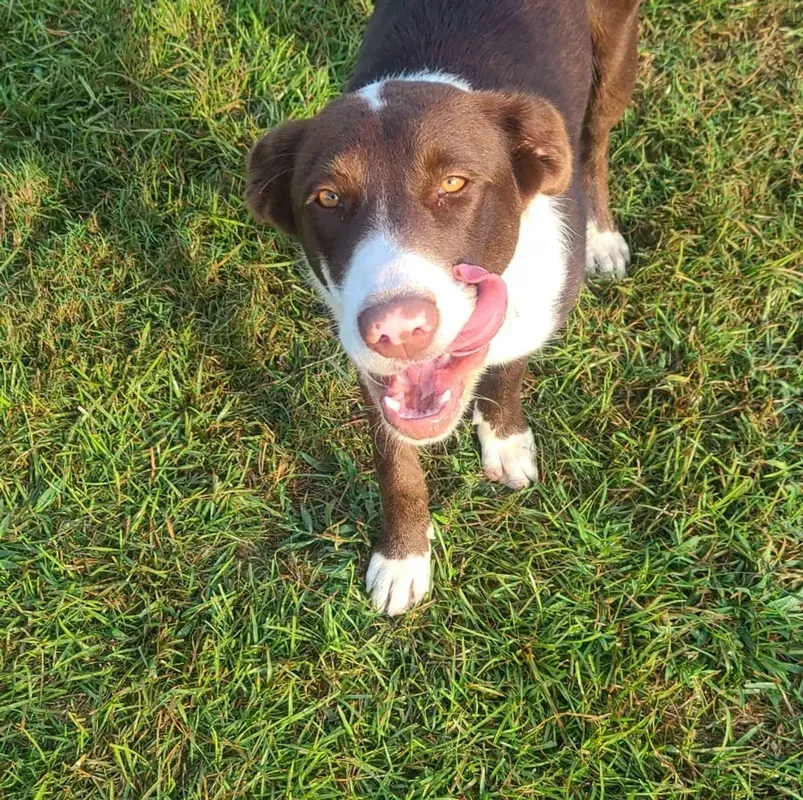 Brown and white dog with tongue out, standing on grass.