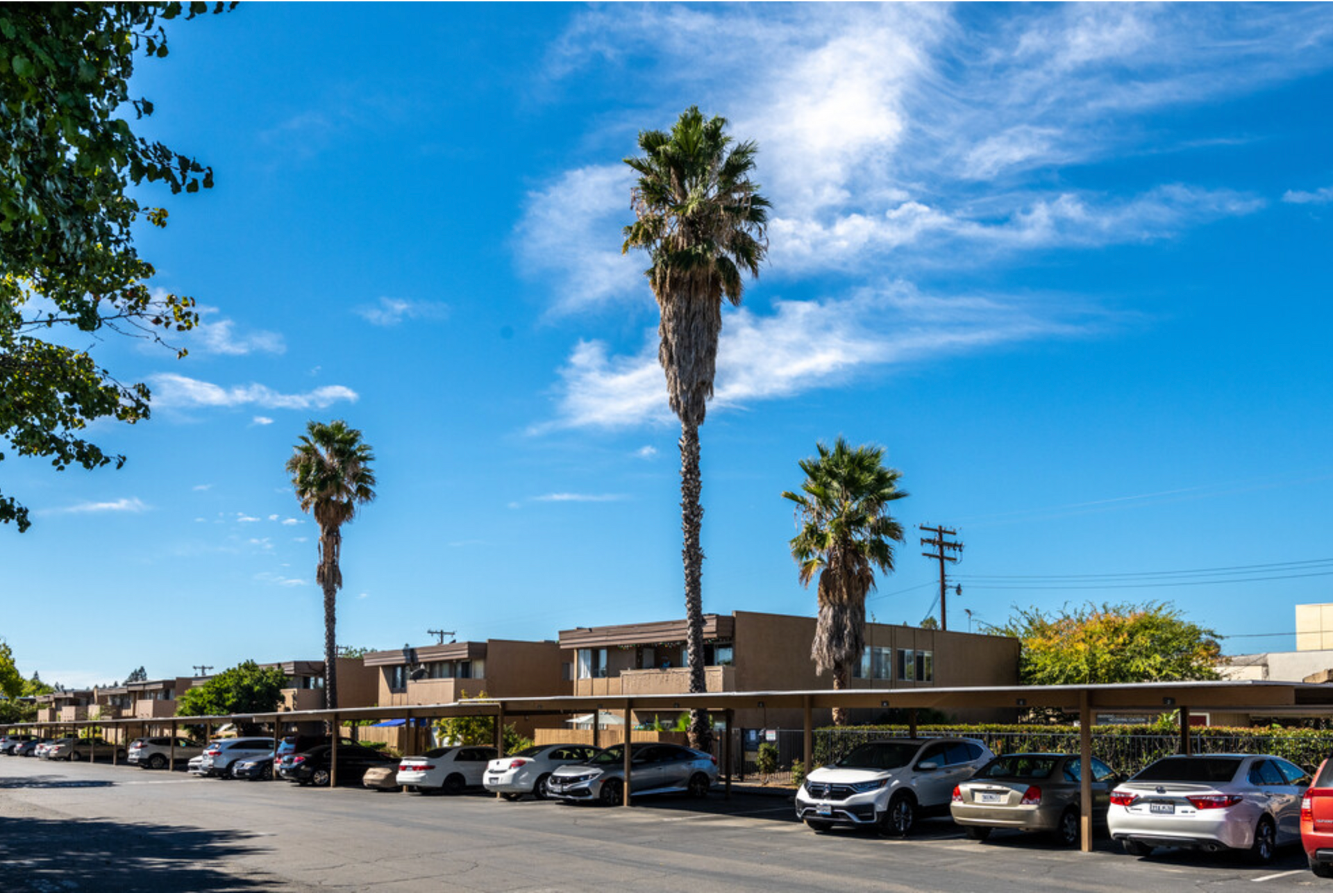 Acacia palm trees