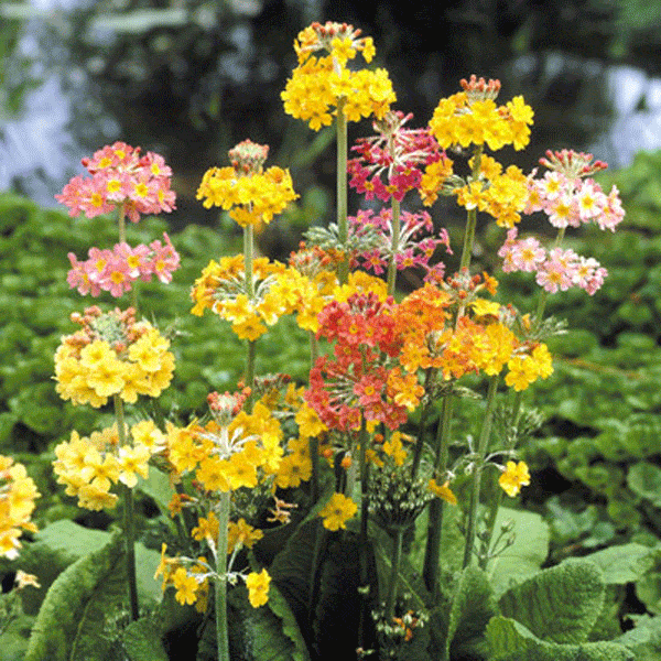 Primula