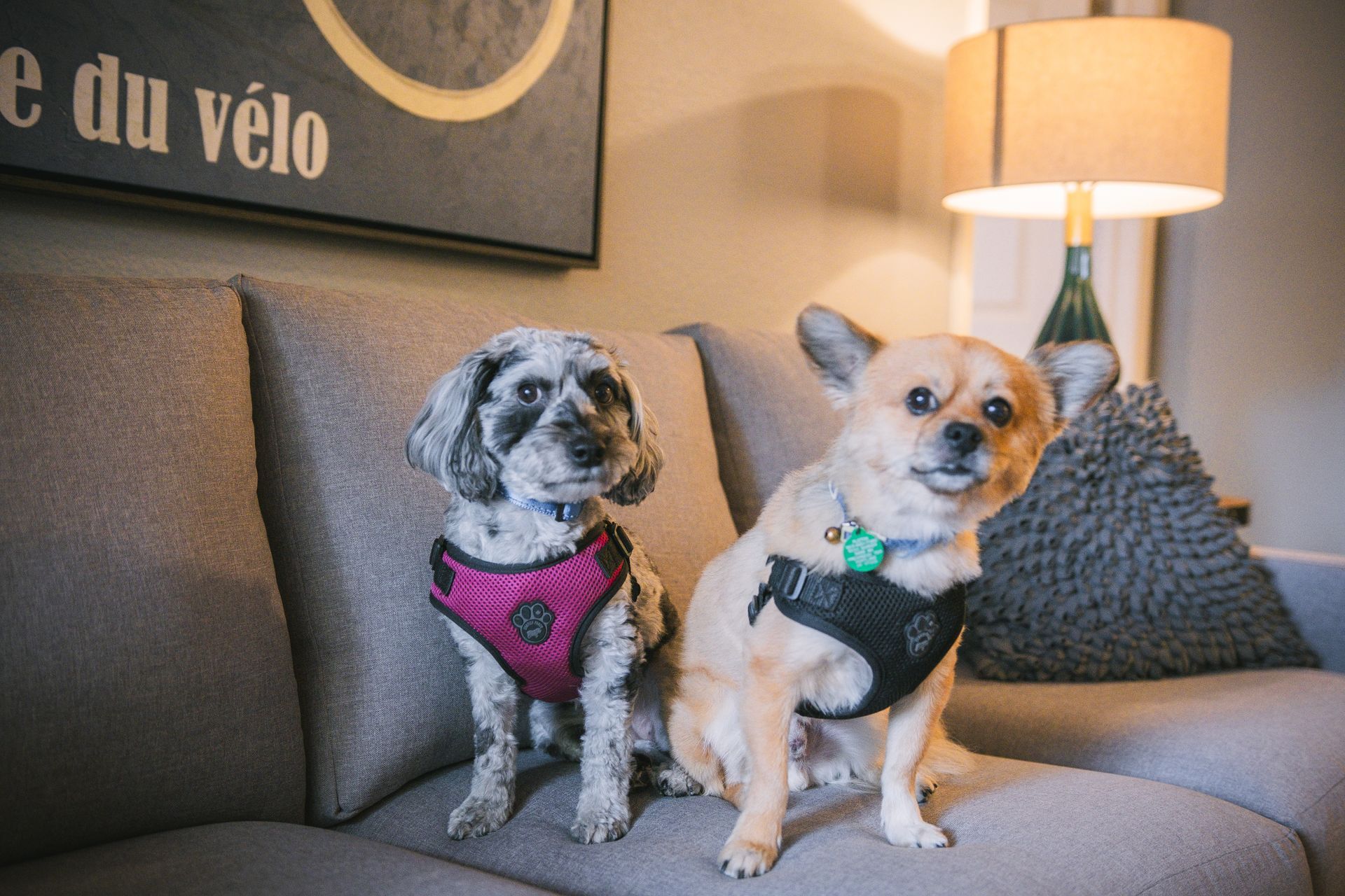 Two small and happy dogs sitting on a sofa