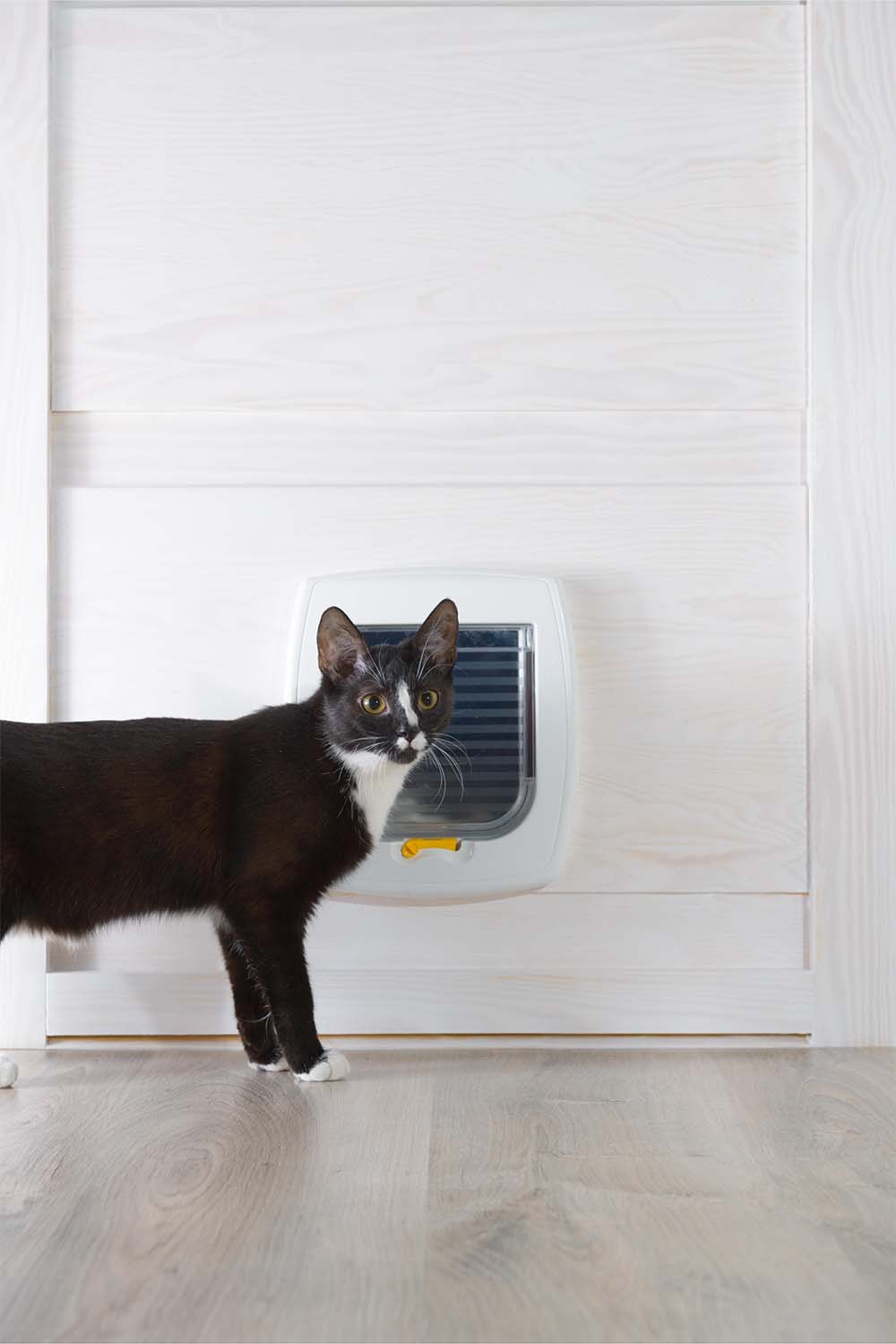 Cat Using A Newly Installed Pet Door By Handyman All Sorts Of Jobs