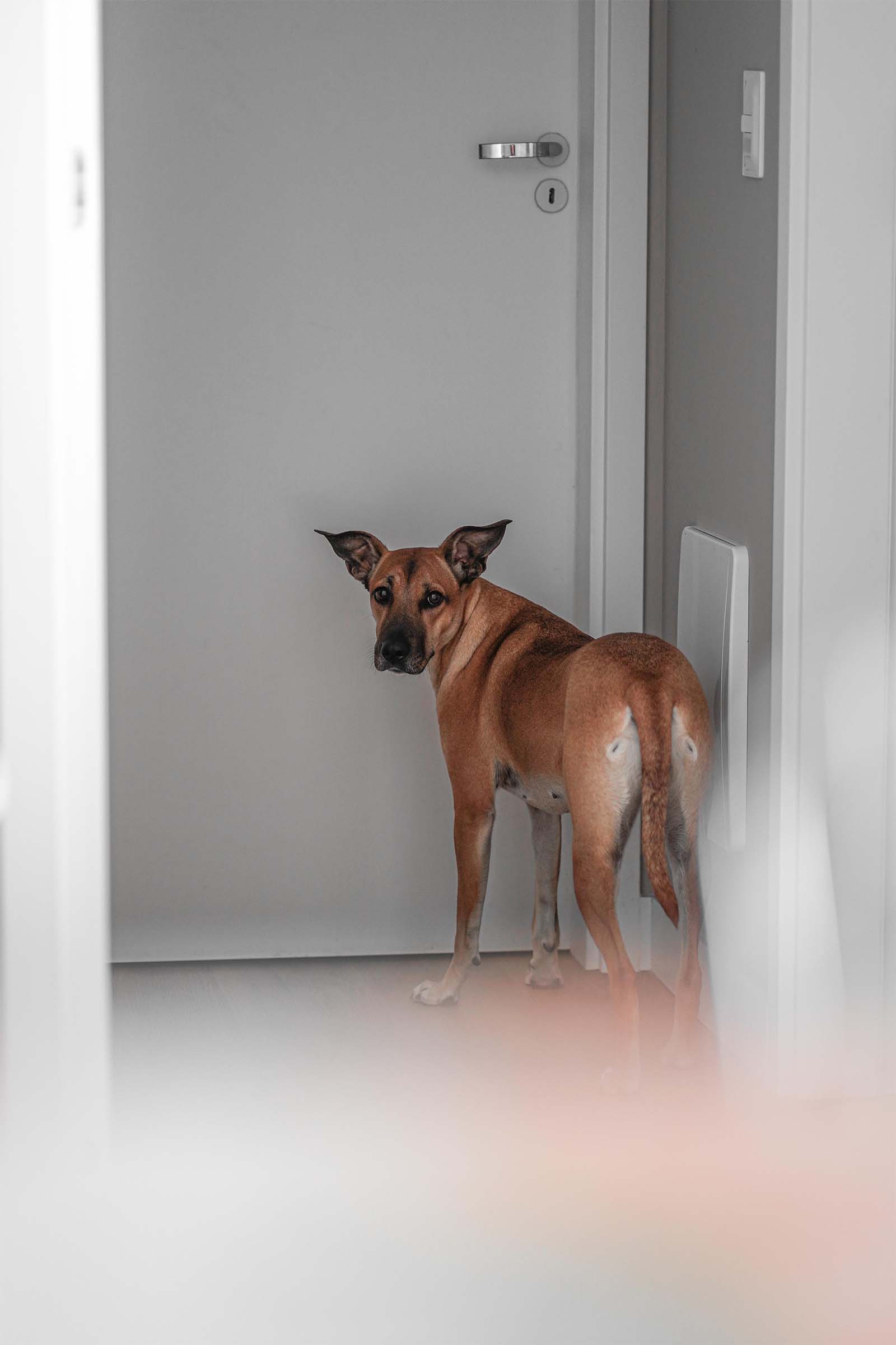 Doggie Door Installer