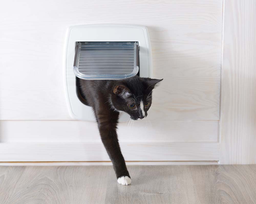 Pet Door Installation Sunshine Coast