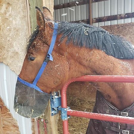 A brown horse wearing a blue halter and muzzle stands in a stall during a light snowfall.