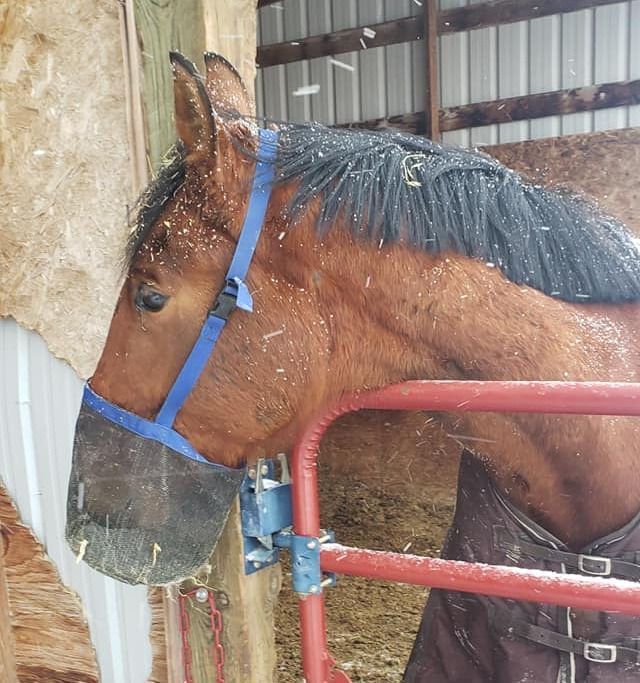 A brown horse wearing a blue muzzle and a blanket stands in a snowy barn, resting its head against a red gate.