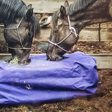 Two dark horses wearing halters eat hay from a large, purple covered feeder in an outdoor pen.