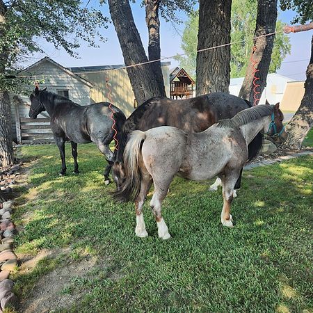 Three horses of various colors—black, brown, and roan—stand together on a grassy lawn near large trees.