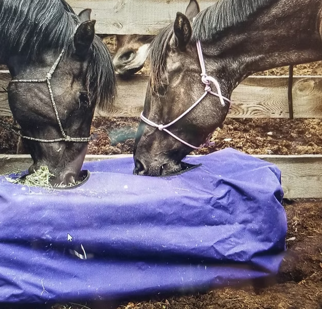 Two dark horses wearing halters eat hay from a purple, rectangular slow-feeder bag in a dirt enclosure.