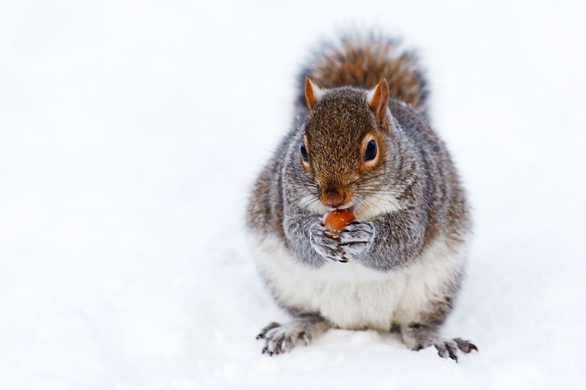 Gray squirrel holding a nut in the snow, facing forward with a bushy tail raised
