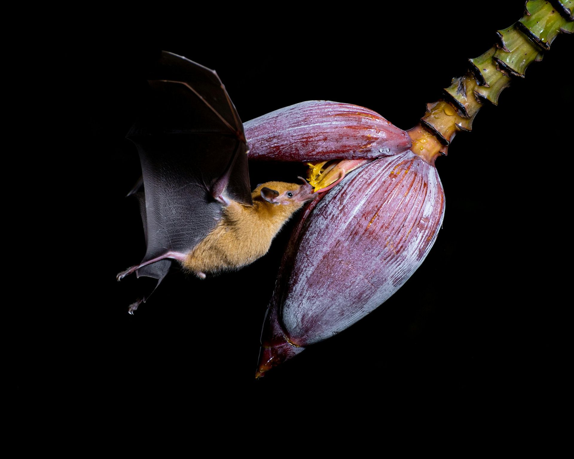 Bat feeding on a purple banana flower against a black background.