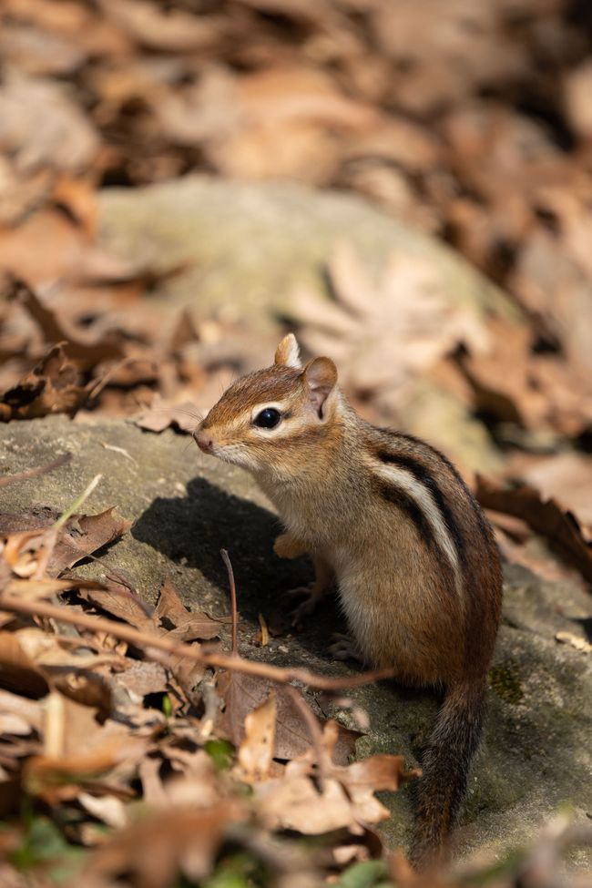 Gray squirrel eating a green leaf while perched on a mossy, brown branch. Dark green background.