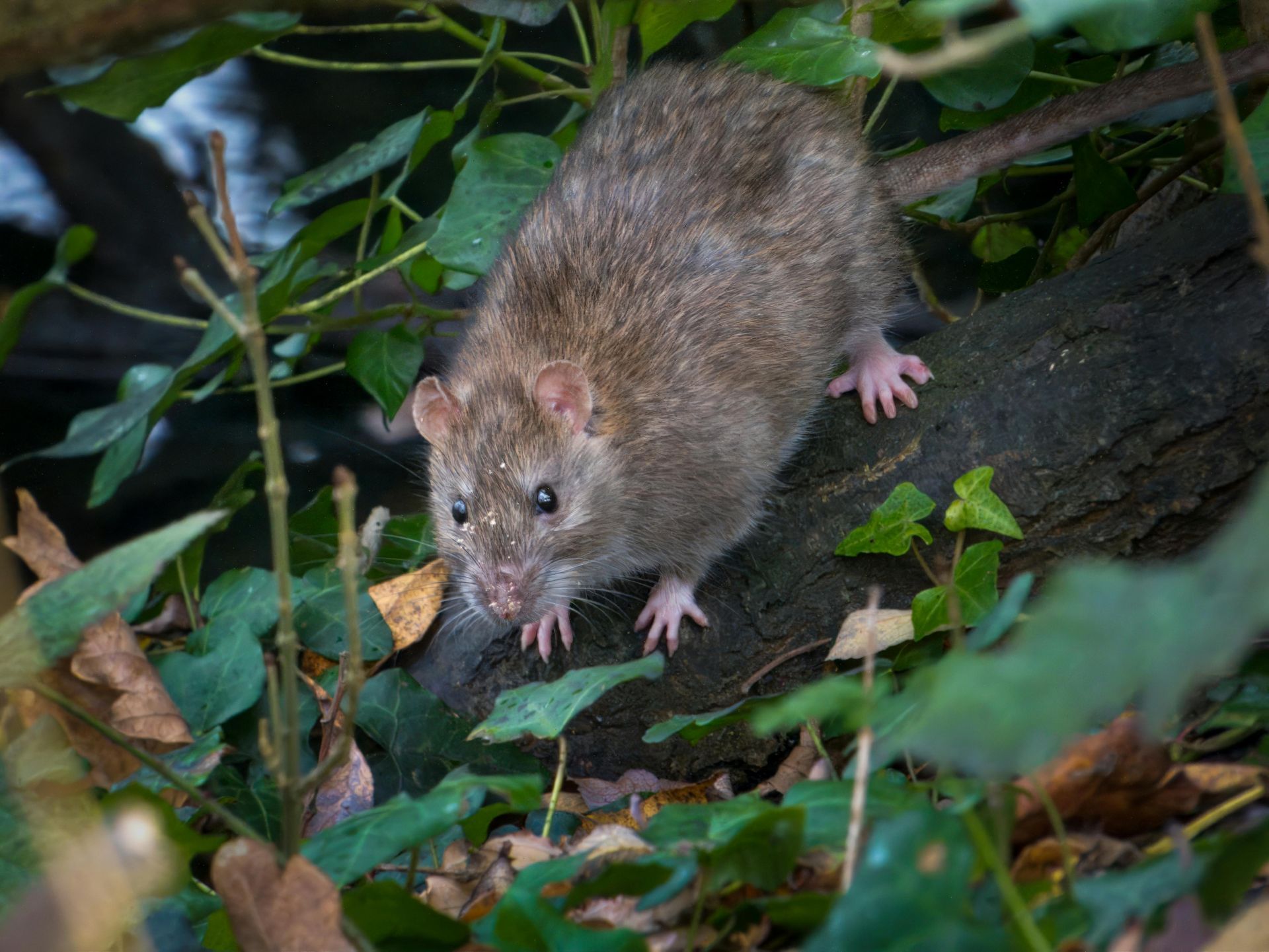 Brown rat perched on a tree branch, surrounded by green leaves and foliage.