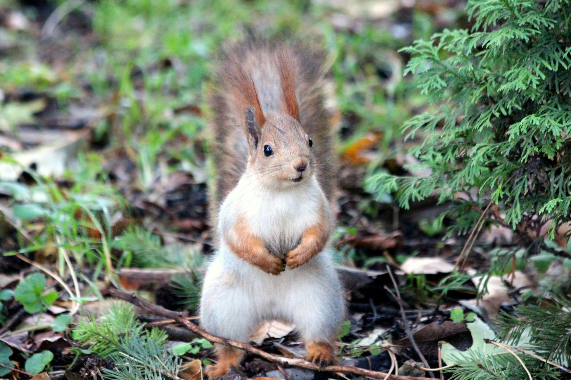 Squirrel standing on hind legs, white chest, reddish-brown tail, forest setting, looking forward.