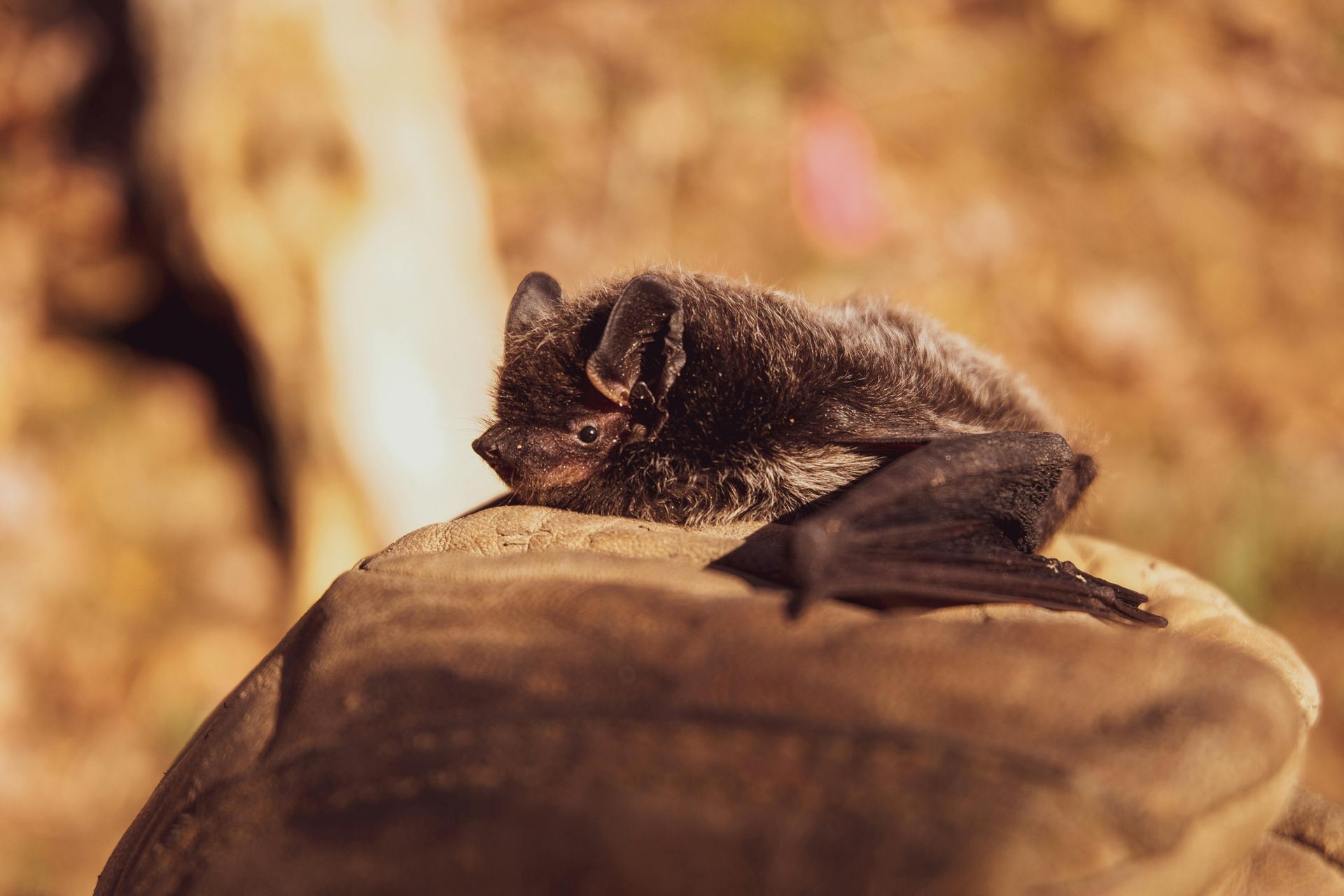 A dark bat with large ears resting on a rock, wings partially open.