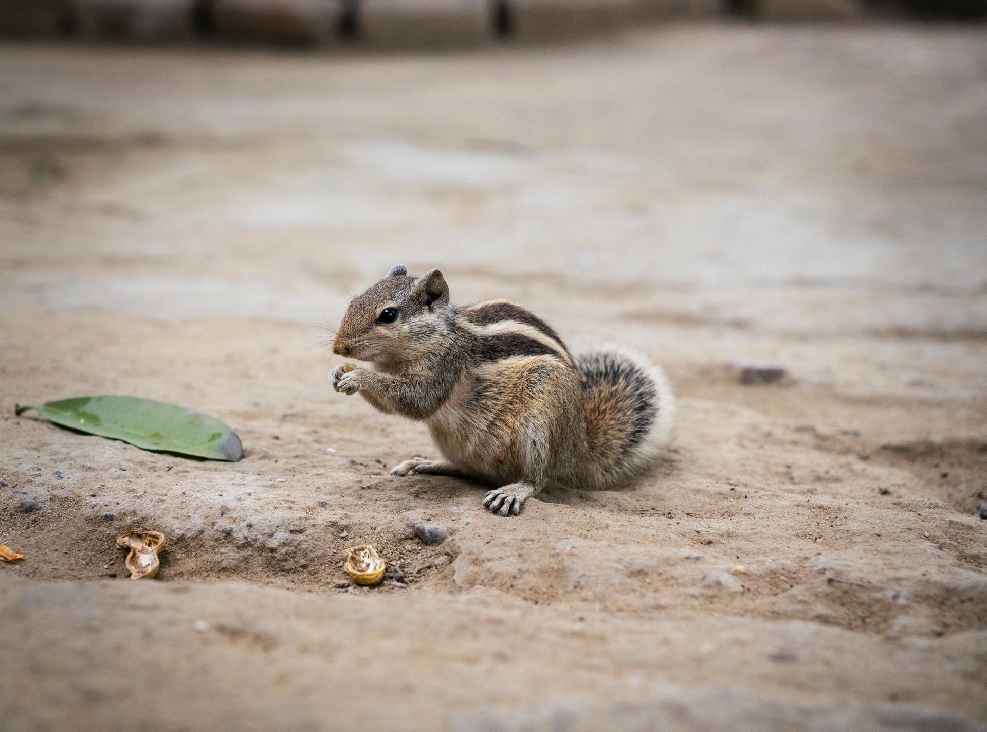 A small squirrel crouches on dusty ground near a green leaf, nibbling food.