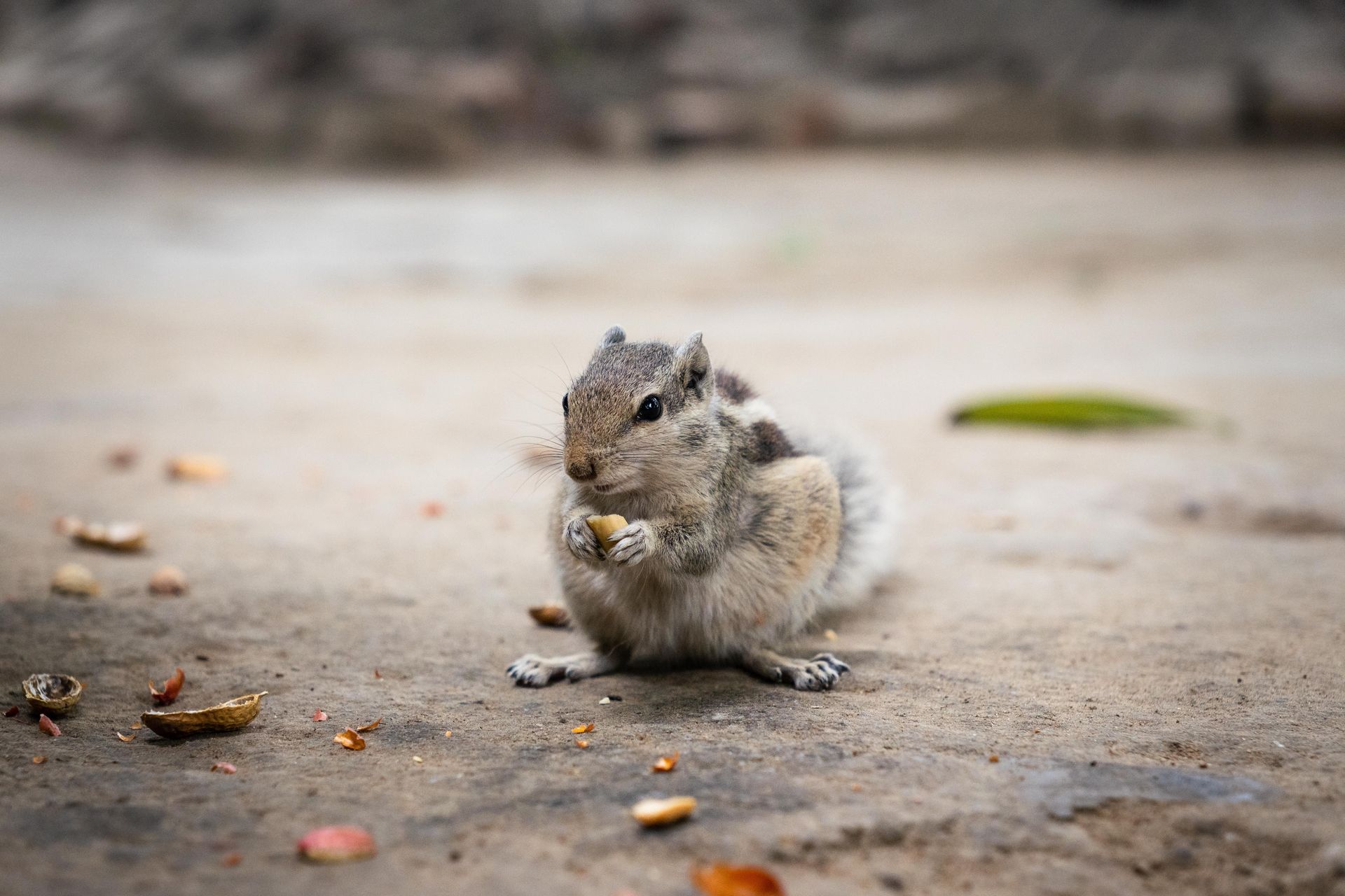 Small gray squirrel sitting on pavement, holding food in its paws.