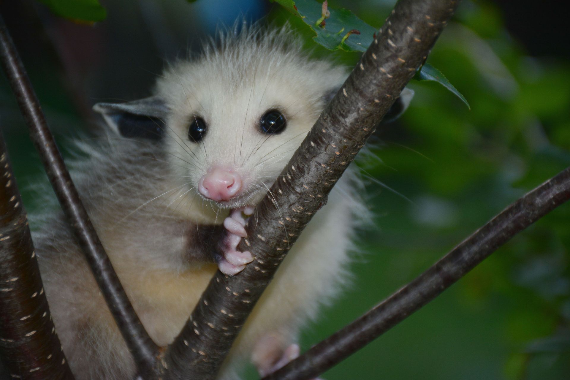 Tiny opossum with white fur and pink nose peeking from tree branches in green foliage