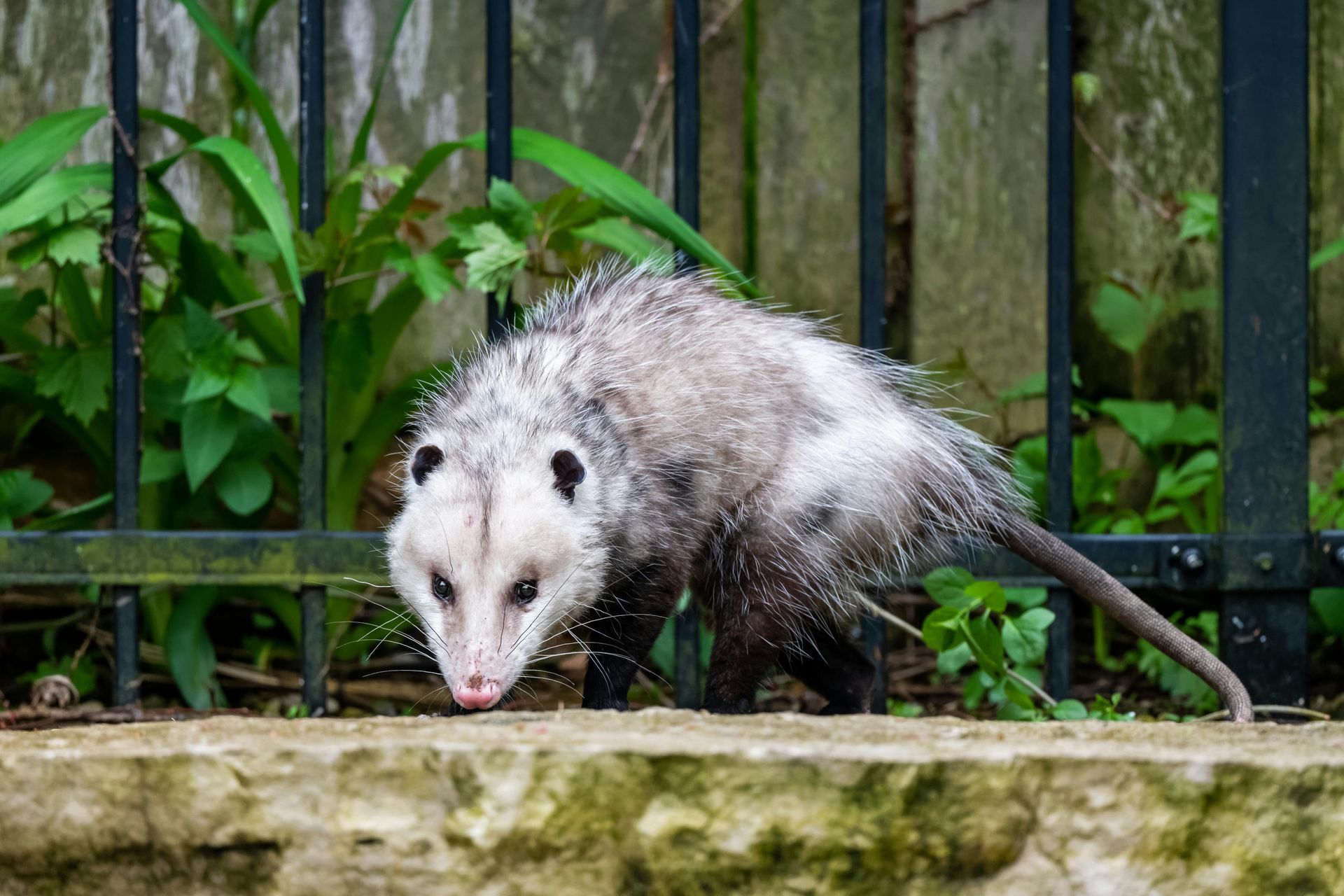 Opossum with gray and white fur sniffing near a stone ledge, behind a dark metal fence and green plants.