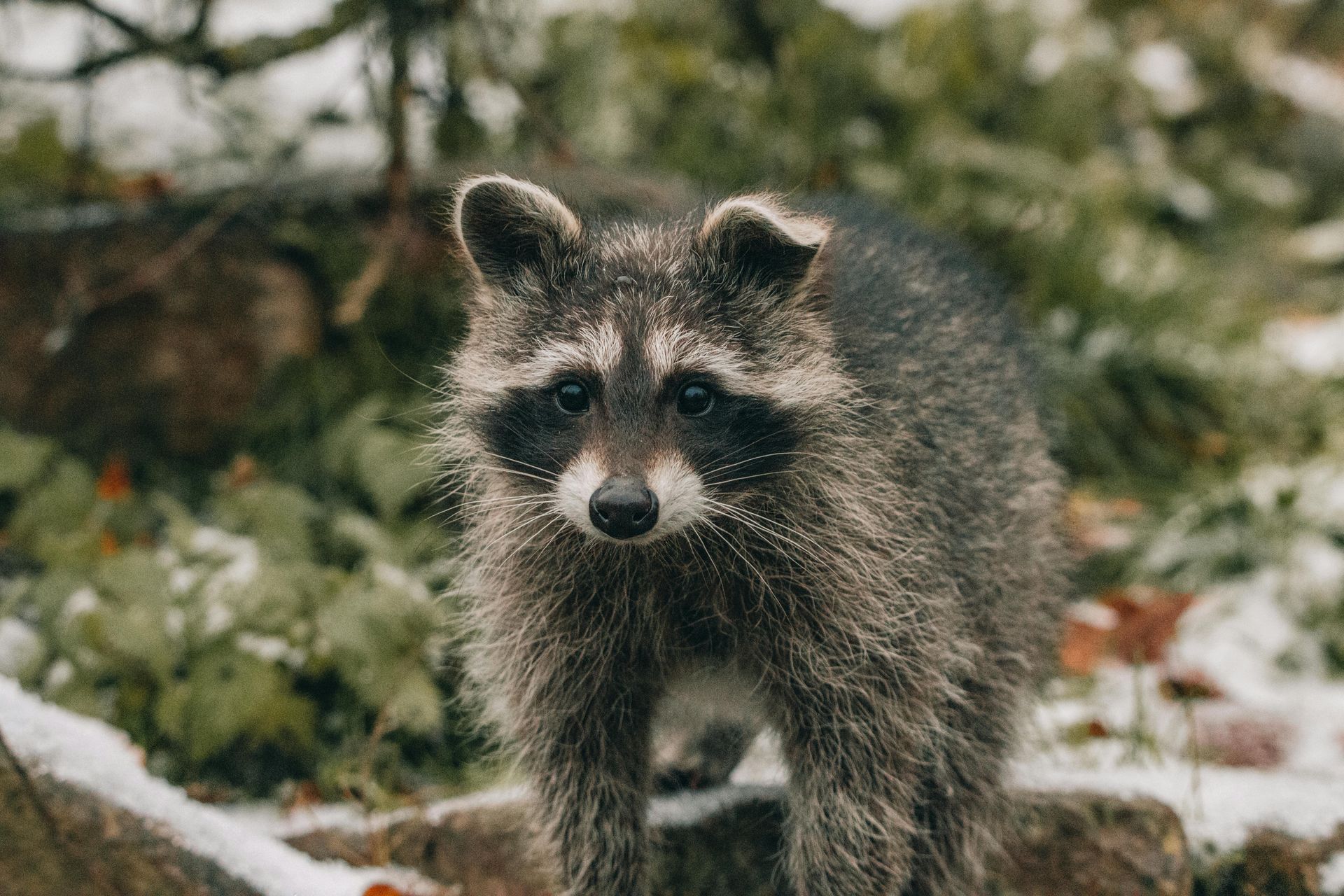 Raccoon with black mask, standing in a snowy environment, looking directly at the viewer.