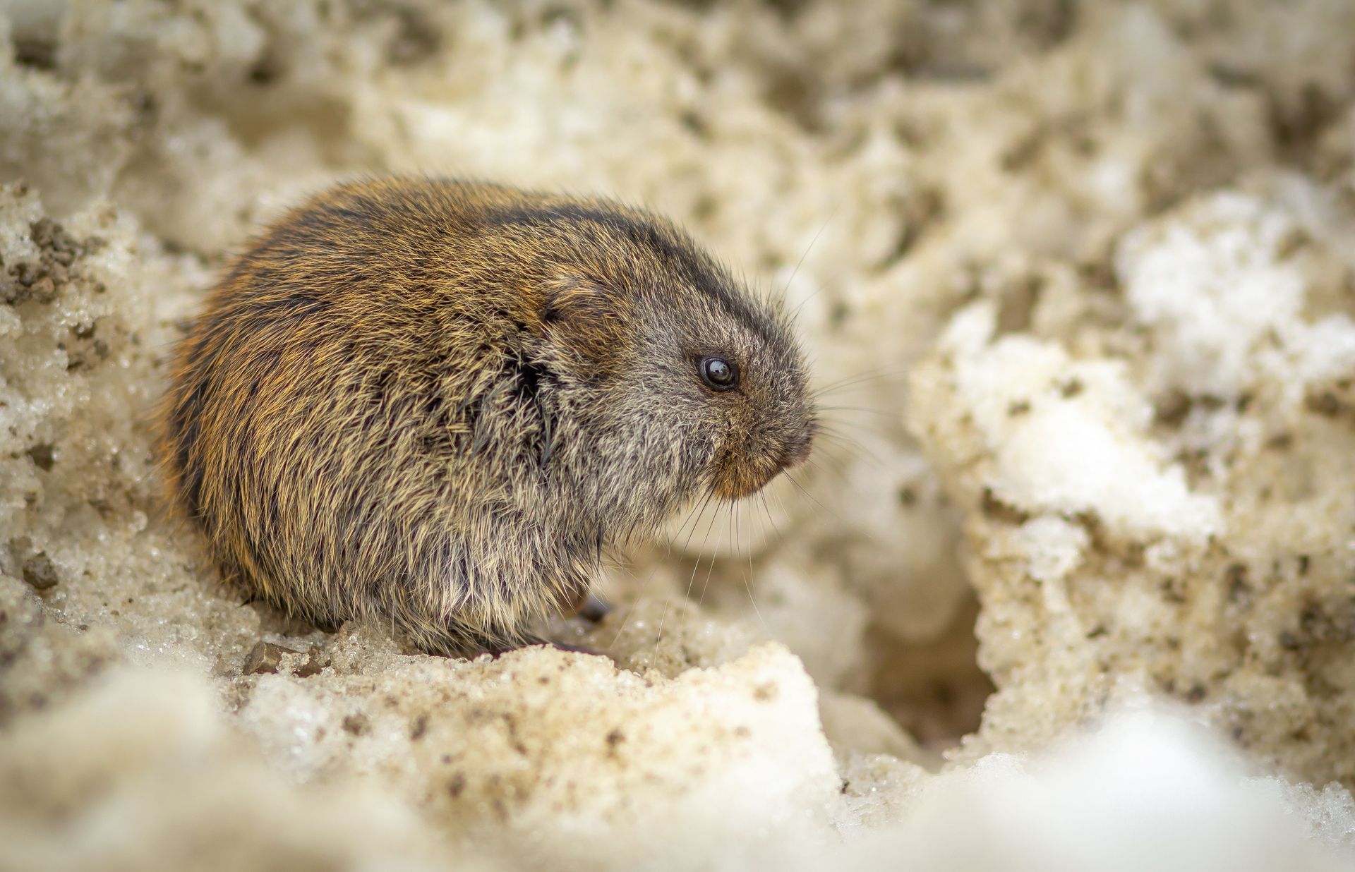 Small brown rodent nestled in a snowy burrow entrance