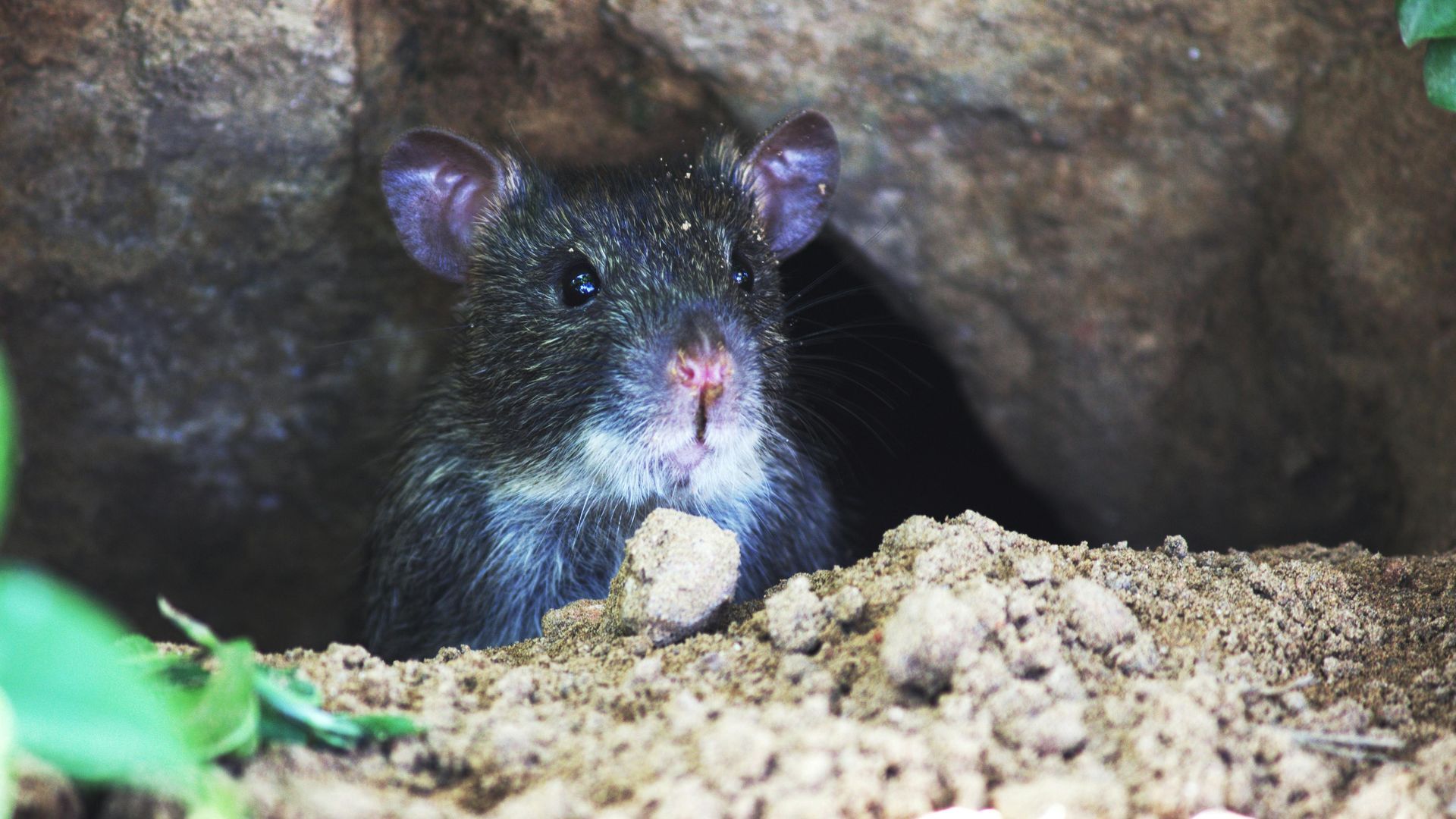 A dark-furred agouti peeks out of a burrow in the dirt, looking directly at the camera.