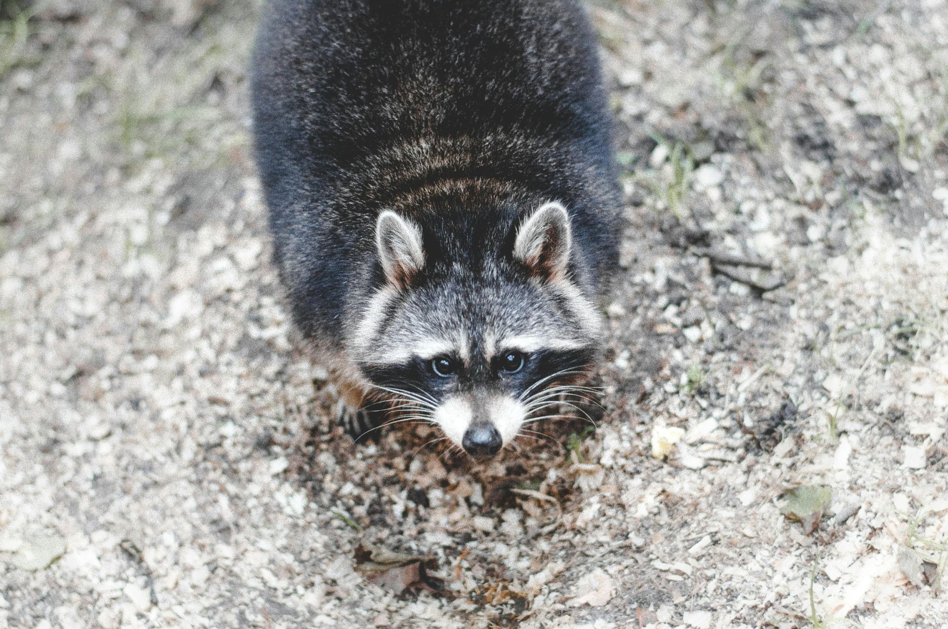 Raccoon with black and gray fur, looking up with a neutral expression, standing on light-colored ground.