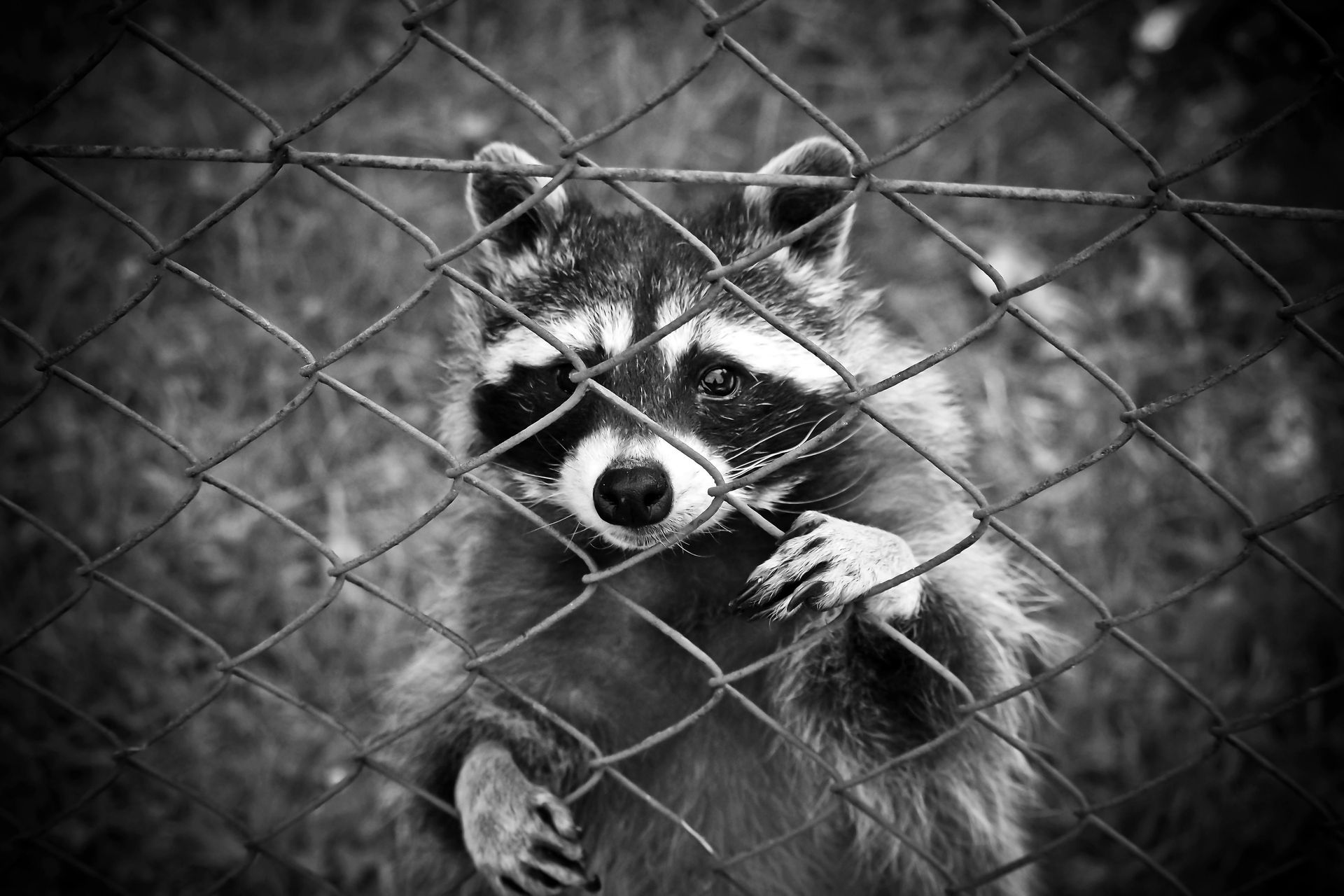 Raccoon behind a chain-link fence, looking at the viewer with its paws grasping the wire. Black and white.